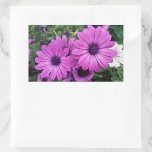 Sticker Rectangulaire Purple daisies (Sac)