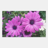 Sticker Rectangulaire Purple daisies (Devant)