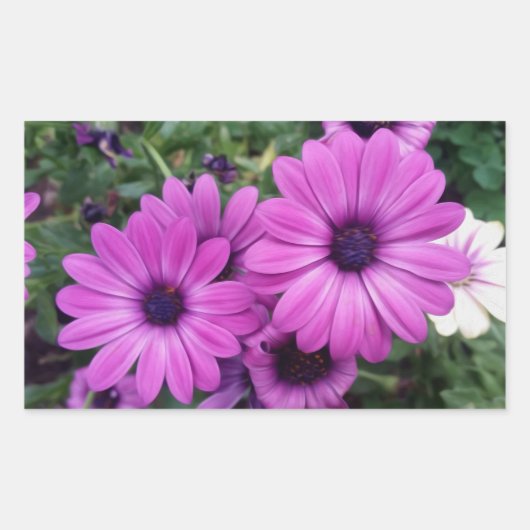 Sticker Rectangulaire Purple daisies (Devant)