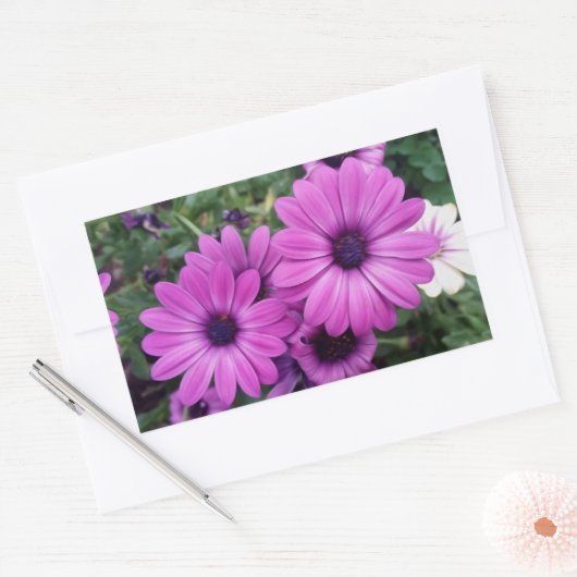 Sticker Rectangulaire Purple daisies (Enveloppe)