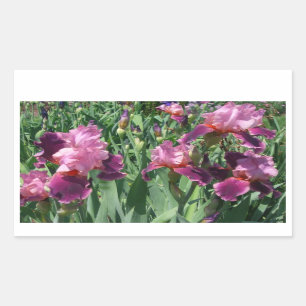 Sticker Rectangulaire Purple Irises Printemps Floral