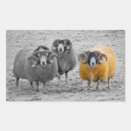 Sticker Rectangulaire Rams écossais (Devant)
