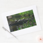 Sticker Rectangulaire Rangée de tortues Green Nature Photo (Enveloppe)