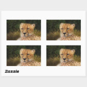 Sticker Rectangulaire Recenser Cheetah au Fossil Rim Wildlife Centre (Feuille)