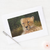 Sticker Rectangulaire Recenser Cheetah au Fossil Rim Wildlife Centre (Enveloppe)