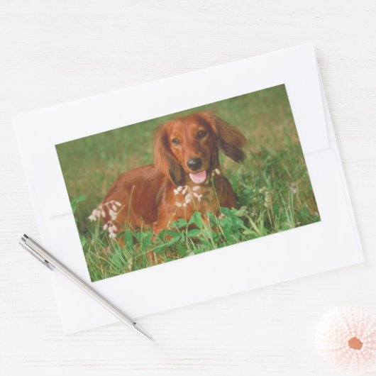 Sticker Rectangulaire Red Long Haired Dachshund (Enveloppe)