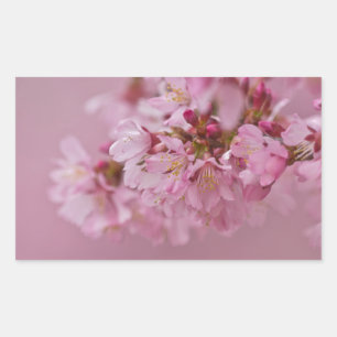 Sticker Rectangulaire Reflets Rose Pâle des Fleurs de Cerisier Sakura