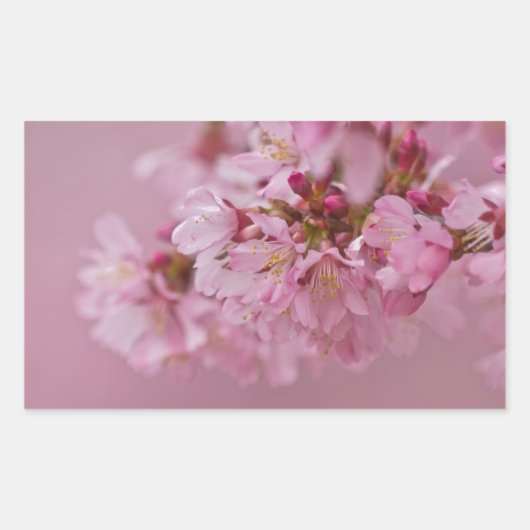 Sticker Rectangulaire Reflets Rose Pâle des Fleurs de Cerisier Sakura (Devant)