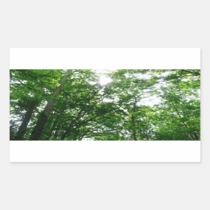 Sticker Rectangulaire Regard sur les arbres d'été