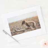 Sticker Rectangulaire Renard arctique (Enveloppe)
