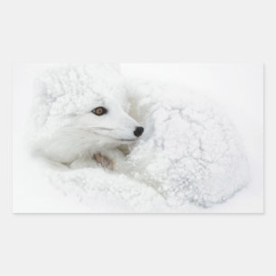 Sticker Rectangulaire Renard arctique recroquevillé en hiver