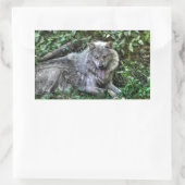 Sticker Rectangulaire Repos Loup gris 3 Cadeau faunique (Sac)
