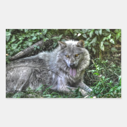 Sticker Rectangulaire Repos Loup gris 3 Cadeau faunique (Devant)