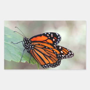 Sticker Rectangulaire Repose de monarque