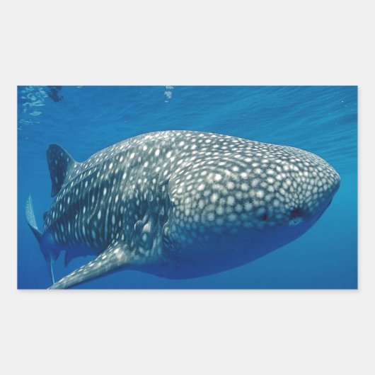 Sticker Rectangulaire Requin baleine (Devant)
