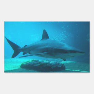 Sticker Rectangulaire Requin de nuit (Carcharhinus Obscurus), Ushaka