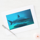 Sticker Rectangulaire Requin de nuit (Carcharhinus Obscurus), Ushaka (Enveloppe)