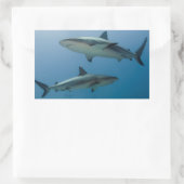 Sticker Rectangulaire Requin des récifs des Caraïbes (Sac)