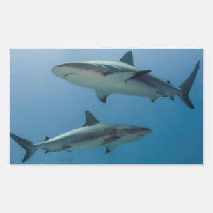 Sticker Rectangulaire Requin des récifs des Caraïbes