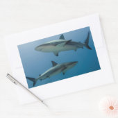 Sticker Rectangulaire Requin des récifs des Caraïbes (Enveloppe)