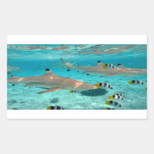 Sticker Rectangulaire Requins dans l'autocollant rectangulaire de lagune