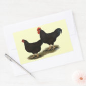Sticker Rectangulaire Rhode Island Red Bantams (Enveloppe)