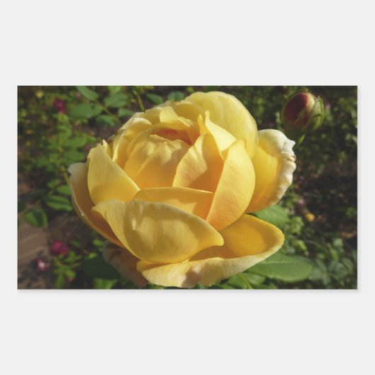 Sticker Rectangulaire Rose d'Angleterre (Devant)