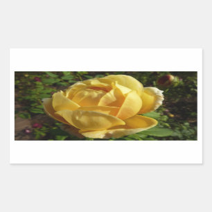 Sticker Rectangulaire Rose d'Angleterre