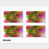 Sticker Rectangulaire Rose de carême rose, (Feuille)