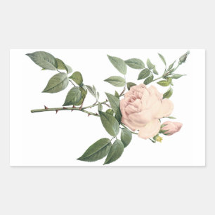Sticker Rectangulaire rose de thé parfumé par Redouté