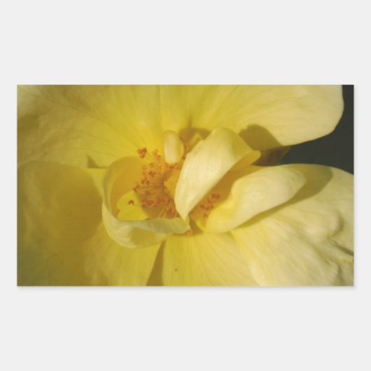 Sticker Rectangulaire Rose jaune sauvage (Devant)