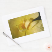 Sticker Rectangulaire Rose jaune sauvage (Enveloppe)