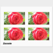 Sticker Rectangulaire Rose orange (Feuille)