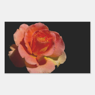 Sticker Rectangulaire Rose orange
