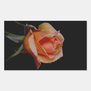 Sticker Rectangulaire Rose orange 3
