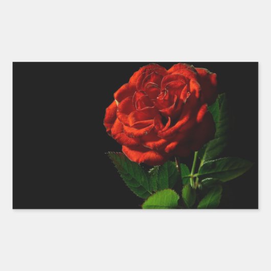 Sticker Rectangulaire Rose rouge sur Floral noir (Devant)