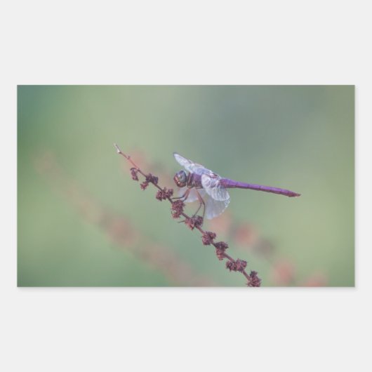 Sticker Rectangulaire Roseate Skimmer (Devant)