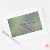 Sticker Rectangulaire Roseate Skimmer (Enveloppe)