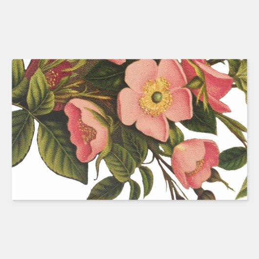 Sticker Rectangulaire Roses Anciennes Belles Fleurs Botaniques Roses (Devant)