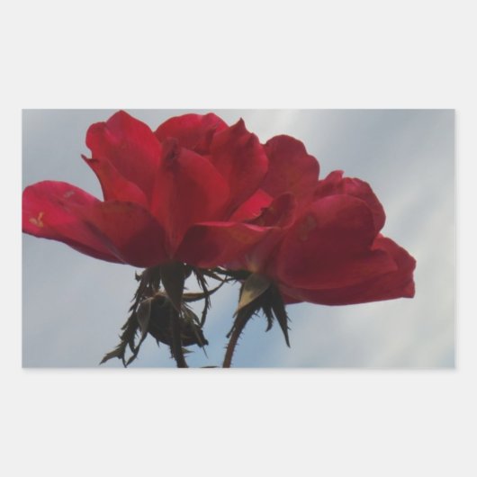 Sticker Rectangulaire Roses rouges contre un ciel bleu vif (Devant)