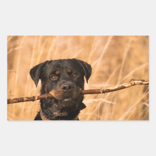 Sticker Rectangulaire Rottweiler avec bâton (Devant)