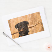 Sticker Rectangulaire Rottweiler avec bâton (Enveloppe)