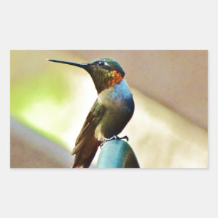 Sticker Rectangulaire Ruby perché et petit colibri vert