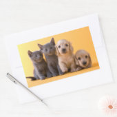 Sticker Rectangulaire Russian Blue Kittens et Dachshund (Enveloppe)