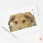 Sticker Rectangulaire Sagesse d'or : Une vision oeil de chien de l'école (Enveloppe)