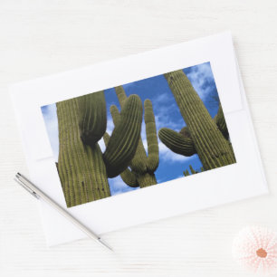 Sticker Rectangulaire Saguaro Cactus Trio / Blue Sky & Clouds / Arizona