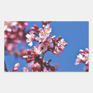 Sticker Rectangulaire Sakura Cerisiers en Fleur Touchant le Bleu