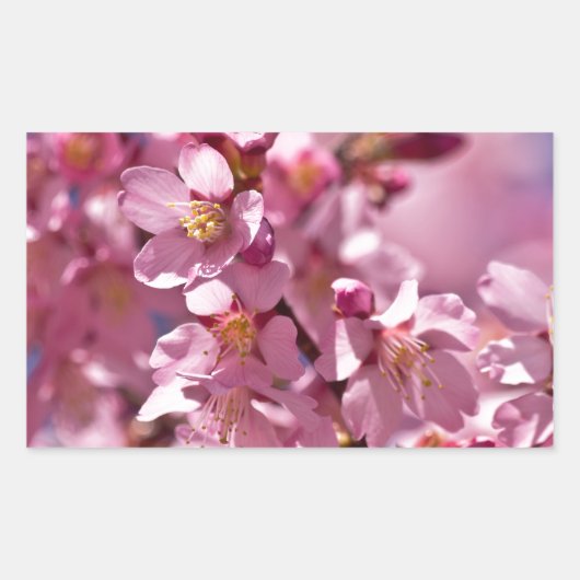 Sticker Rectangulaire Sakura Cherry Blossoms embrassés par Sunlight (Devant)
