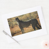 Sticker Rectangulaire Samburu Cheetah (Enveloppe)