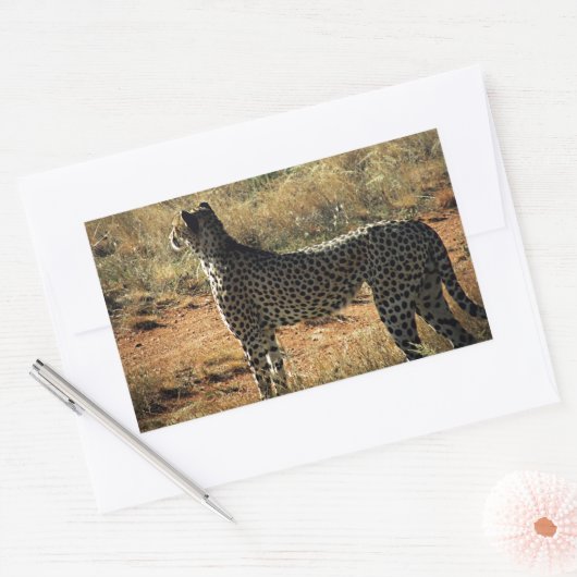 Sticker Rectangulaire Samburu Cheetah (Enveloppe)